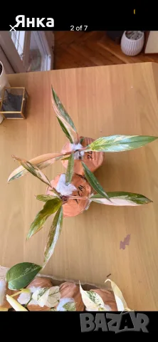Philodendron Caramel Marble Variegata