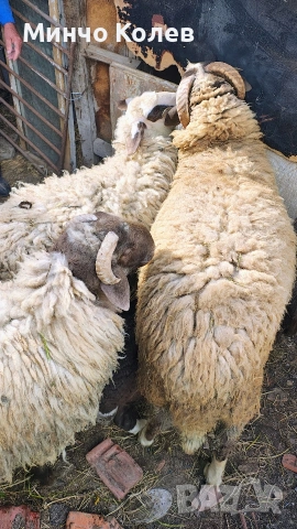 Продавам 2бр.кочове, снимка 5 - Други животни - 54413735