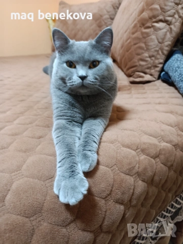  Прекрасни британско и шотландско котета момичета!, снимка 8 - Британска късокосместа - 54007917