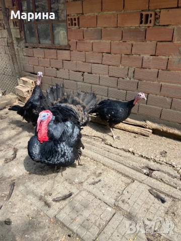 Пуяк и пуйка порода АРТИСАН за разплод