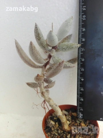Адромисхус (Adromischus Filicaulis Fox Tail)