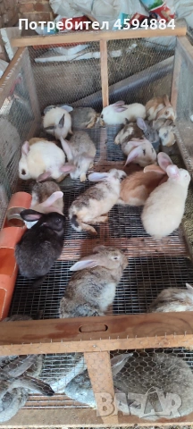Животни за продан, снимка 2 - Други животни - 55098624