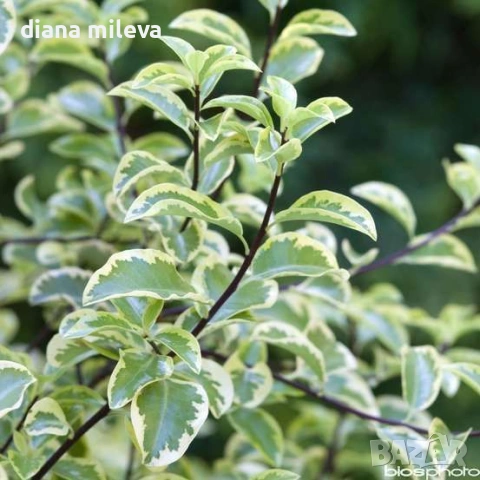 Питоспорум, Pittosporum Tenuifolium Variegatum, снимка 3 - Градински цветя и растения - 54372175