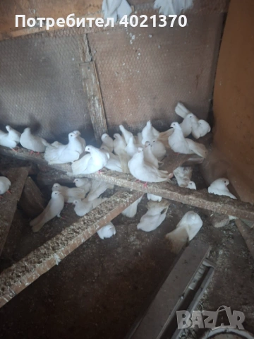 Бели старозагорски гълъби, снимка 5 - Гълъби - 54161179