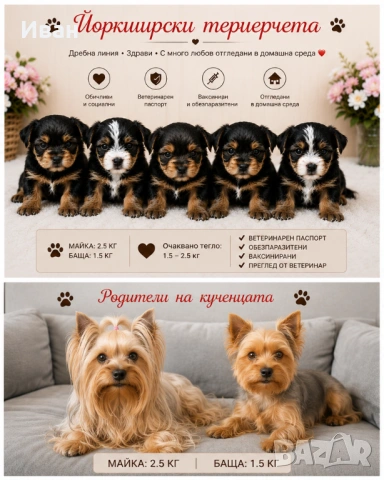 Йоркширски териер 