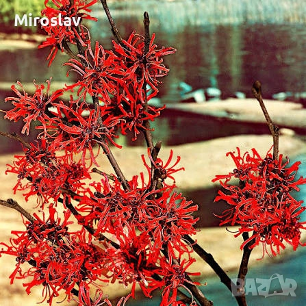 Вещерско дърво-(Магически лешник )