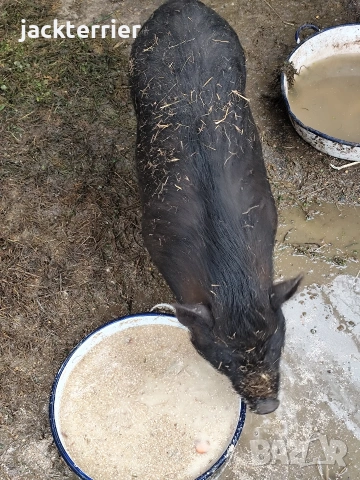 Свиня майка, снимка 4 - Прасета - 54011602