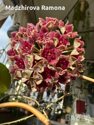 Hoya Хоя Cinnamomifolia var.purpureofurca , снимка 3 - Стайни растения - 54935239