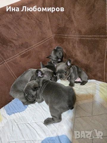 Малки сладки Френски булдочета, снимка 8 - Френски булдог - 54219170