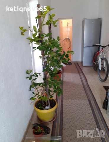 продавам къща , снимка 5 - Къщи - 53997741