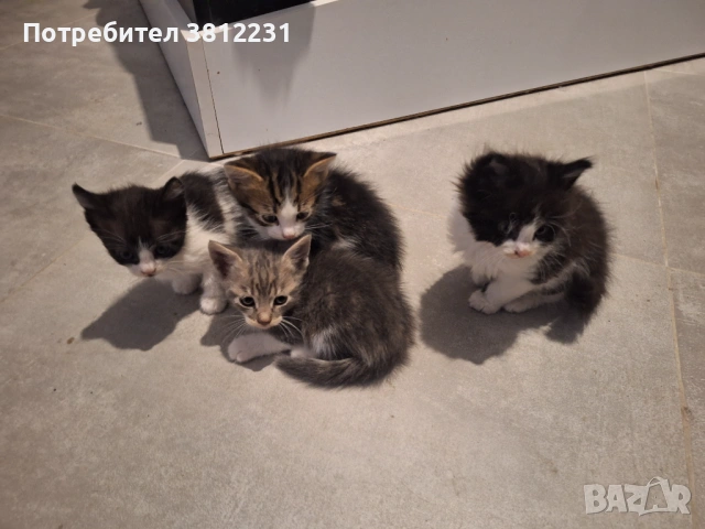 Подарявам котета, снимка 3 - За котки - 54744301