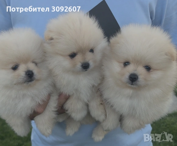 Померани мъжки и женски, снимка 6 - Померан - 55142649