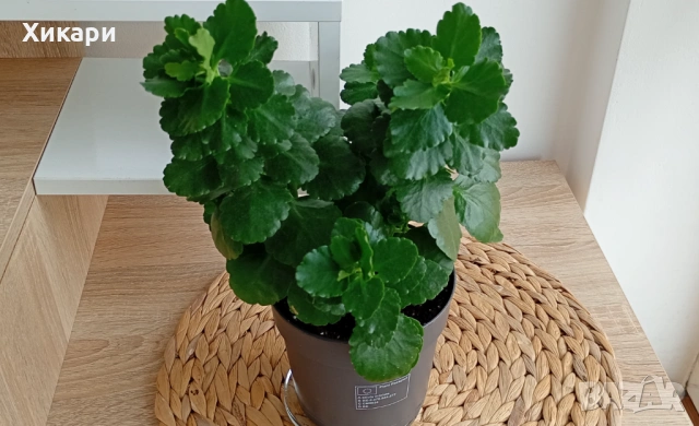 Каланхое без цвят