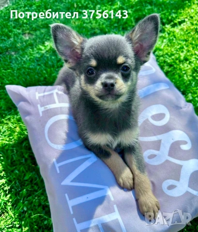 Топ Мъжко Чихуахуа Синьо с кафяво, снимка 2 - Чихуахуа - 54225249