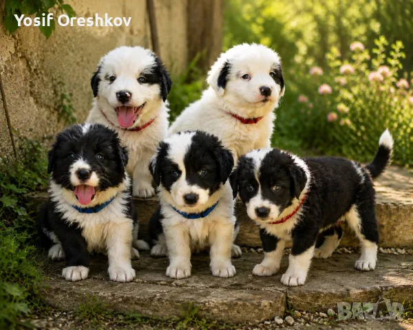 Малки каракачанки 