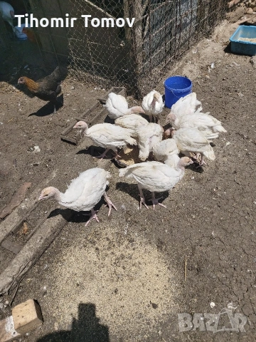 продавам кокошки виандот, снимка 5 - Кокошки и пуйки - 54819842