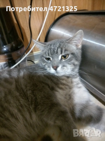 Британско таби. , снимка 2 - Британска късокосместа - 53250363