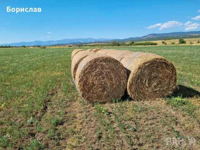 Бали люцерна с трева