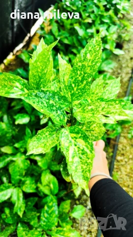 Аукуба Японика (Aucuba jap. Crotonifolia), снимка 10 - Градински цветя и растения - 54571224