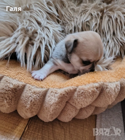 чихуахуа , снимка 6 - Чихуахуа - 54274485