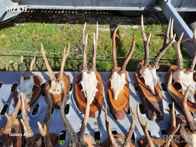 Трофей от сърндак. , снимка 8 - Декорация за дома - 54045665