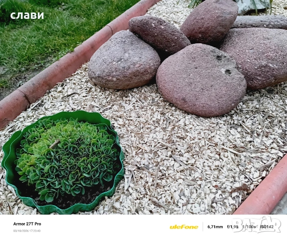 Мулч / Дървесен чипс / 100% Натурален , снимка 7 - Градински цветя и растения - 53591340