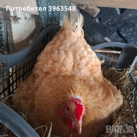 Квачка за насаждене , снимка 2 - Кокошки и пуйки - 54884229