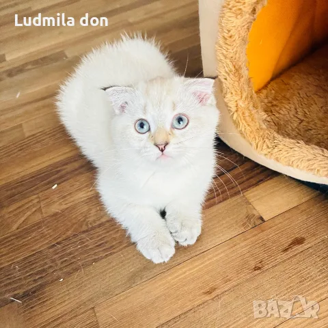 🐾 Продавам чистокръвни британски шиншила котенца 🐾  