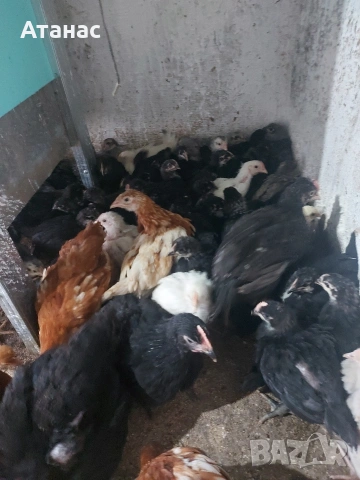 Черен австралорп, кафяв доминант.И смесени снасящи сини и зелени яйца., снимка 7 - други­ - 53830777