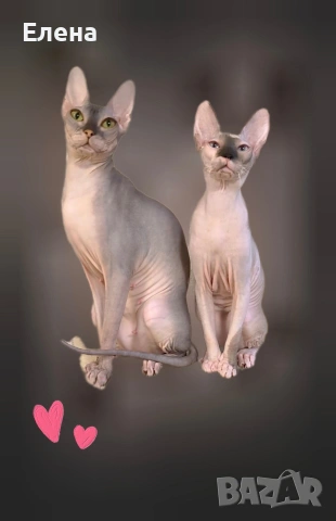 синеока женска Донски сфинкс с родословие, снимка 3 - Сфинксове - 52281360