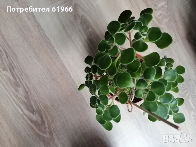 Дървото на парите ! , снимка 7 - Стайни растения - 53259430