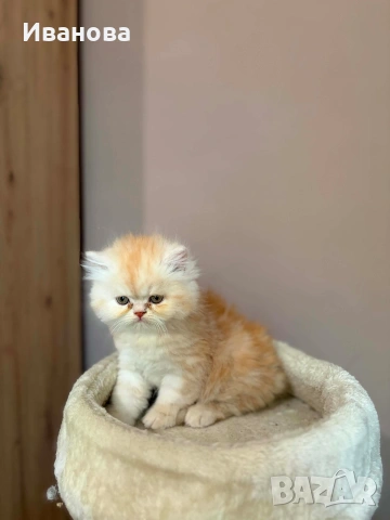 Персийски котенца , снимка 3 - Персийска - 54728725