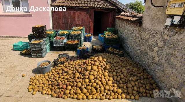 Продавам картофи сорт Аризона – реколта 2026