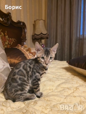 Бенгалска котка, снимка 9 - Бенгалски - 40146006