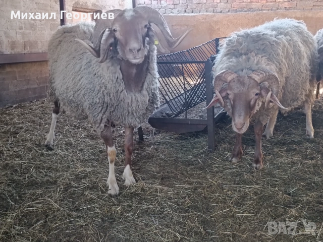 Продавам кочове , снимка 3 - Овце - 54320509