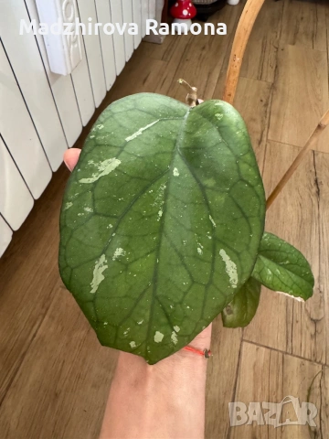 Hoya Хоя Elefant 