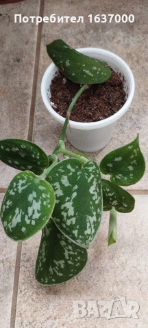 Сциндапсус Argyraeus 