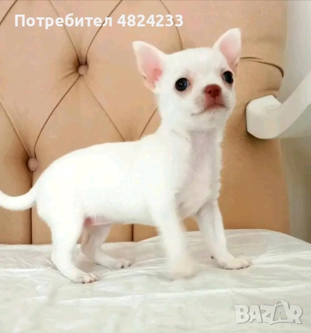 Продават се кученца чихуахуа.
