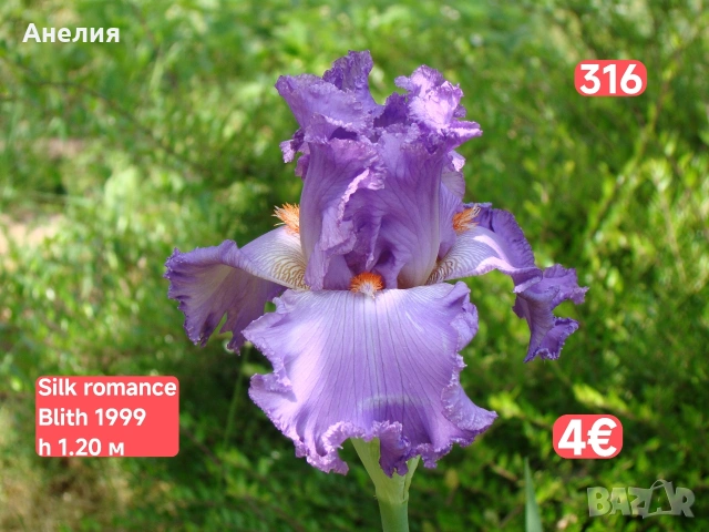 Ириси за продажба 18 броя обява 1, снимка 9 - Градински цветя и растения - 54681103