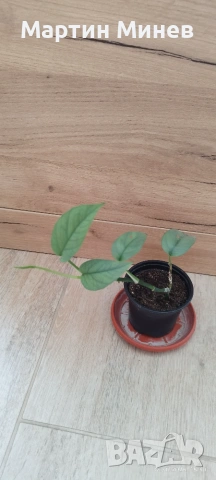 Епипремнум (Epipremnum) «Cebu Blue» 