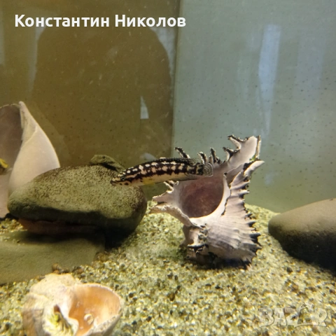 Calvus yellow julidochromis transcriptus mi, снимка 6 - Аквариуми - 54885922
