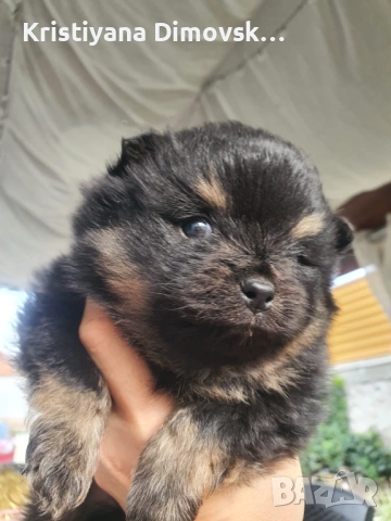 Продавам померан , снимка 5 - Померан - 54177752