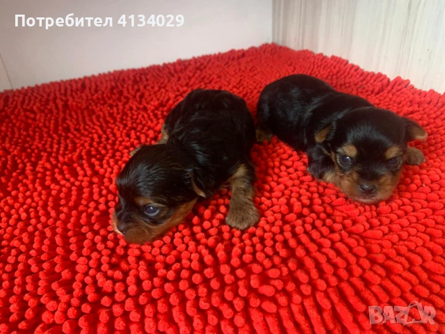 продавам йоркита родени на 26.03.26, снимка 3 - Йоркширски териер - 53227851
