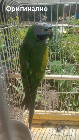 Розовогърд александър 🦜 Китайски Алексанри , снимка 10 - Папагали - 54490747
