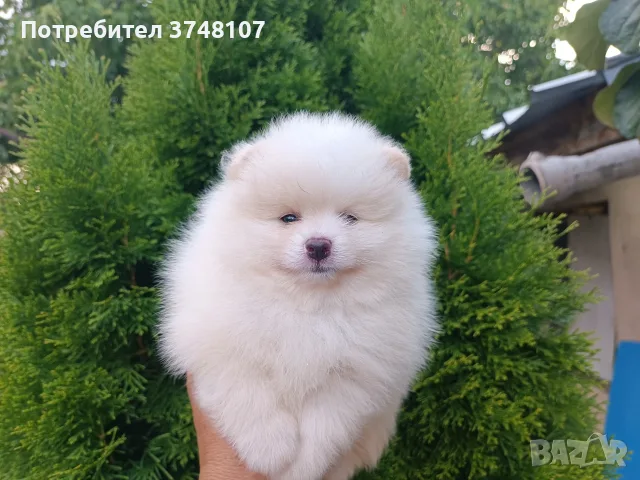 Померан/померани, снимка 16 - Померан - 55327073