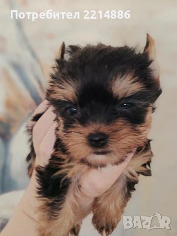 Мини йоркширски териери , снимка 6 - Йоркширски териер - 37413803