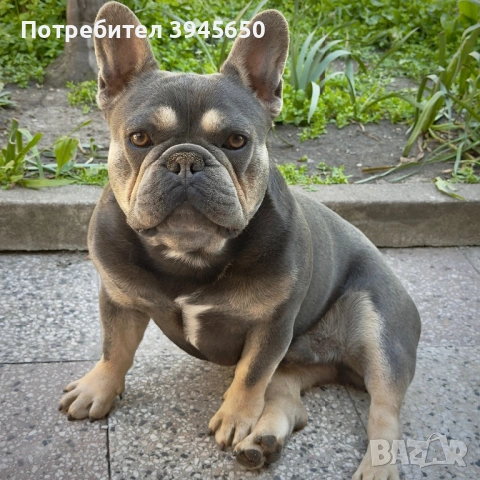 Френски булдог за разплод 