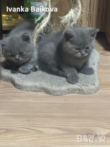 Британски момченца 