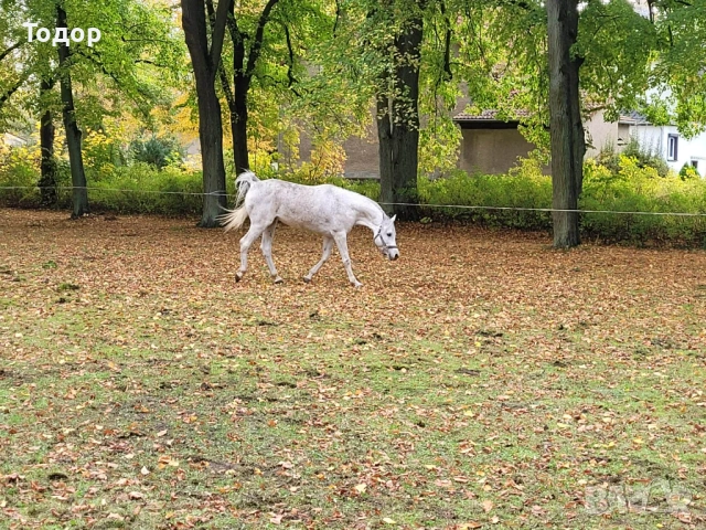Арабски кон, снимка 3 - Коне - 54282763