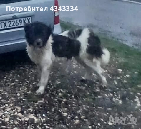 Женско българско овчарско куче, снимка 2 - Каракачанска овчарка - 54018124